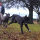 Biohacker David Ishee with mastiffs he has bred to lessen genetic disorders. Image: David Ishee